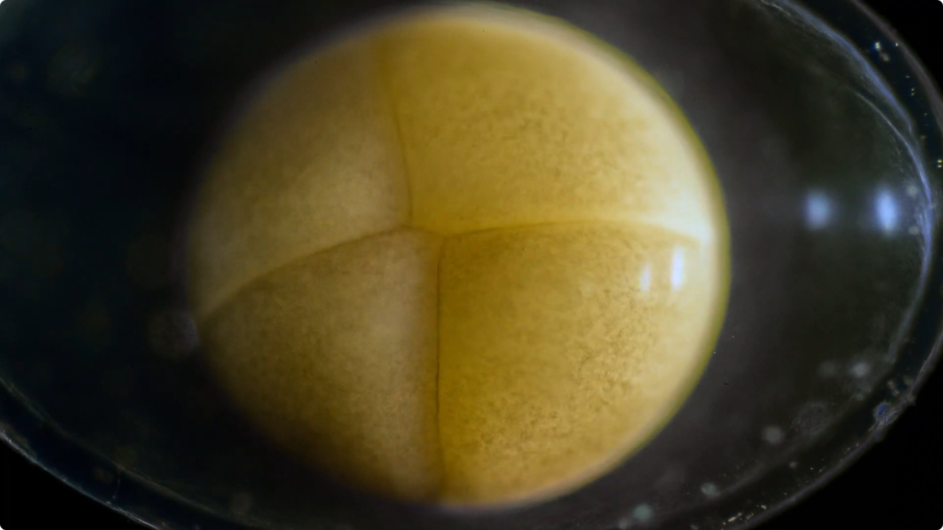 Division cellulaire — un time-lapse incroyable de l’évolution d’une cellule.